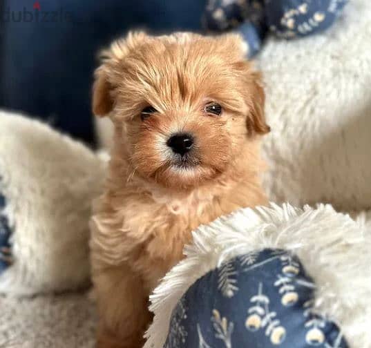 Maltipoo Puppy Dog For Sale From Europe 3