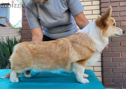 Welsh Corgi Puppy Dog For Sale With FCI Pedigree