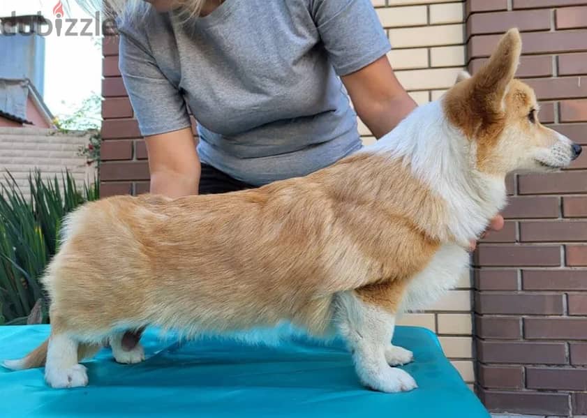 Welsh Corgi Puppy Dog For Sale With FCI Pedigree 0