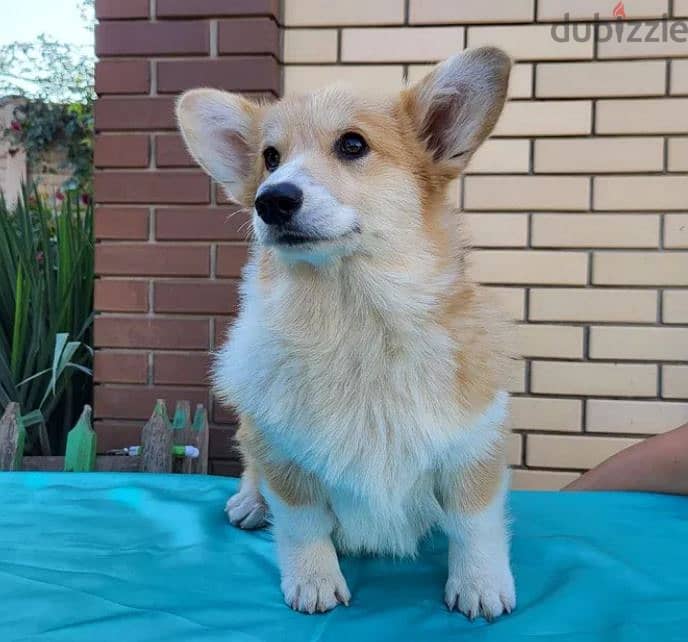 Welsh Corgi Puppy Dog For Sale With FCI Pedigree 1