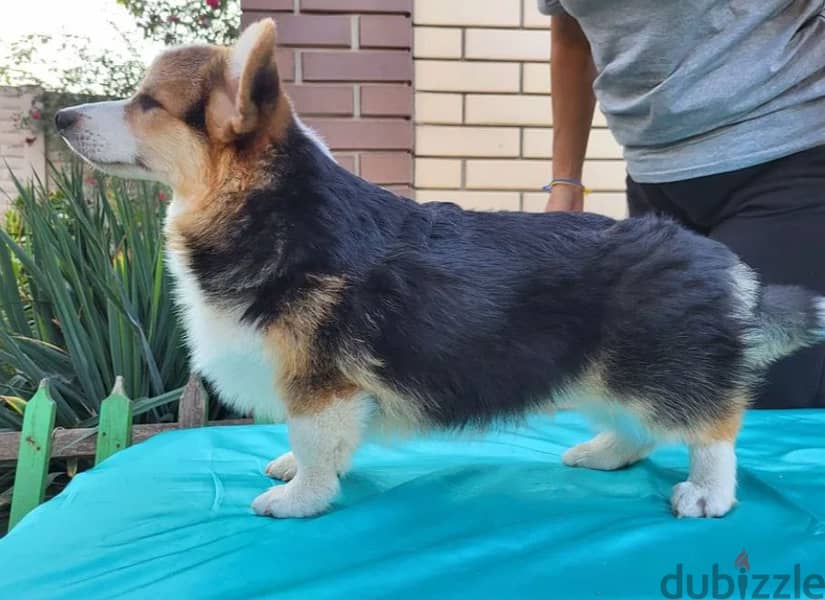 Welsh Corgi Puppy Dog For Sale With FCI Pedigree 2