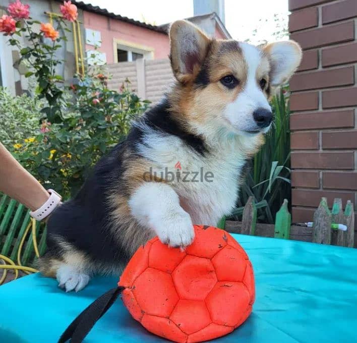 Welsh Corgi Puppy Dog For Sale With FCI Pedigree 3