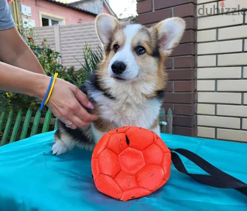 Welsh Corgi Puppy Dog For Sale With FCI Pedigree 4