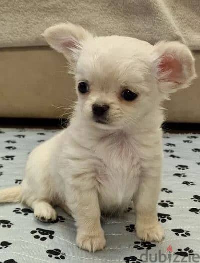 Long-haired Chihuahua Dog Puppy For Sale