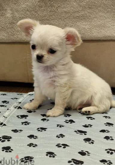 Long-haired Chihuahua Dog Puppy For Sale 1