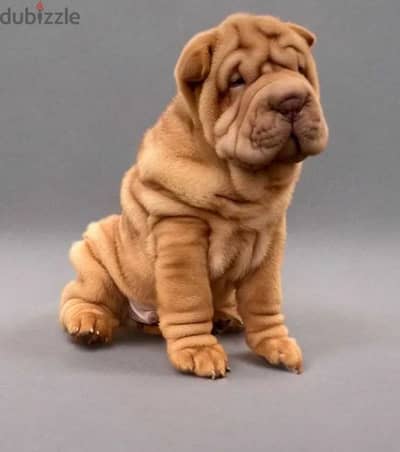 Shar Pei Puppy Dog For Sale With KSU Pedigree