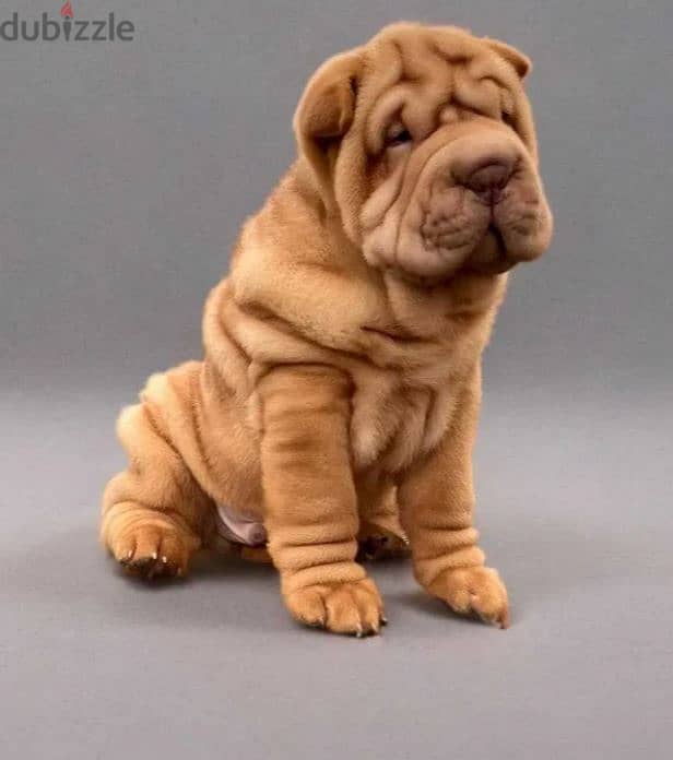 Shar Pei Puppy Dog For Sale With KSU Pedigree 0