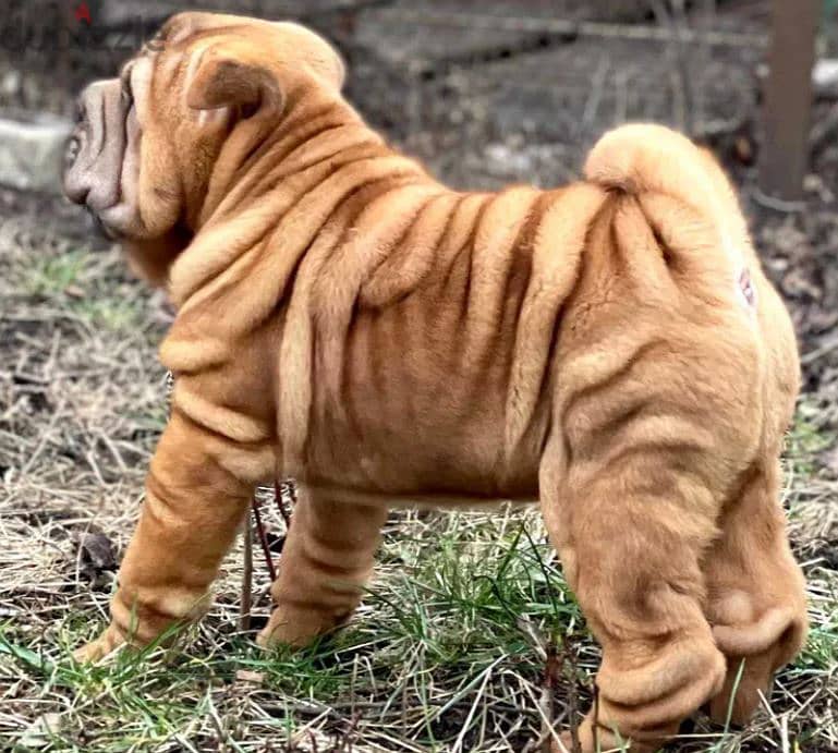 Shar Pei Puppy Dog For Sale With KSU Pedigree 1