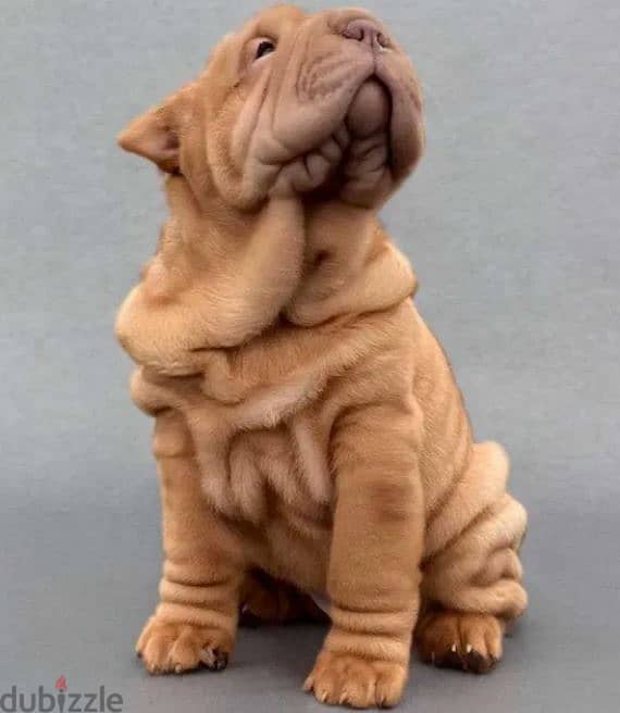 Shar Pei Puppy Dog For Sale With KSU Pedigree 2