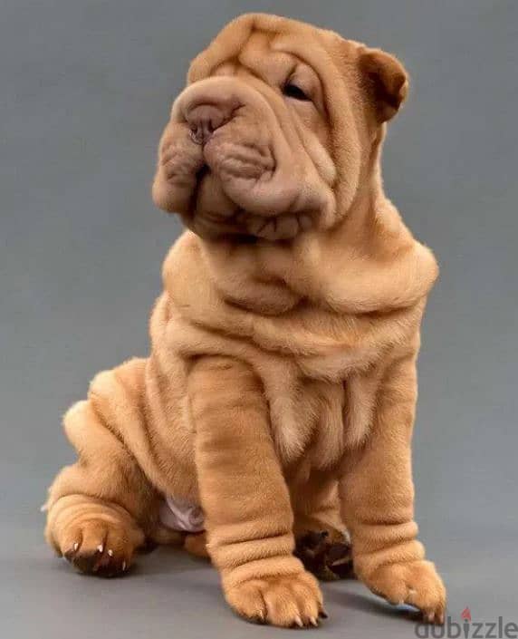 Shar Pei Puppy Dog For Sale With KSU Pedigree 3