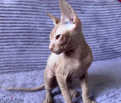 Sphynx Cat For Sale From Europe