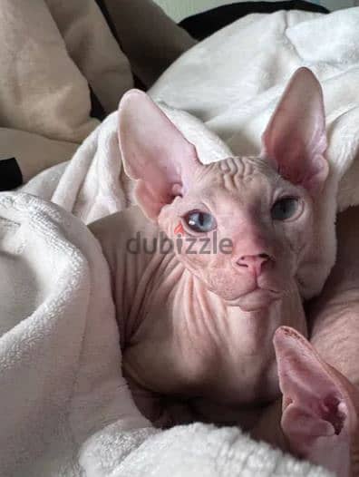 Sphynx Cat For Sale From Europe 1