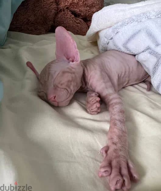 Sphynx Cat For Sale From Europe 2