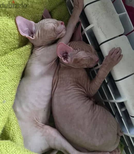 Sphynx Cat For Sale From Europe 3