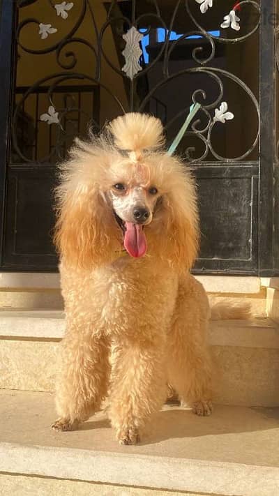 poodle miniature