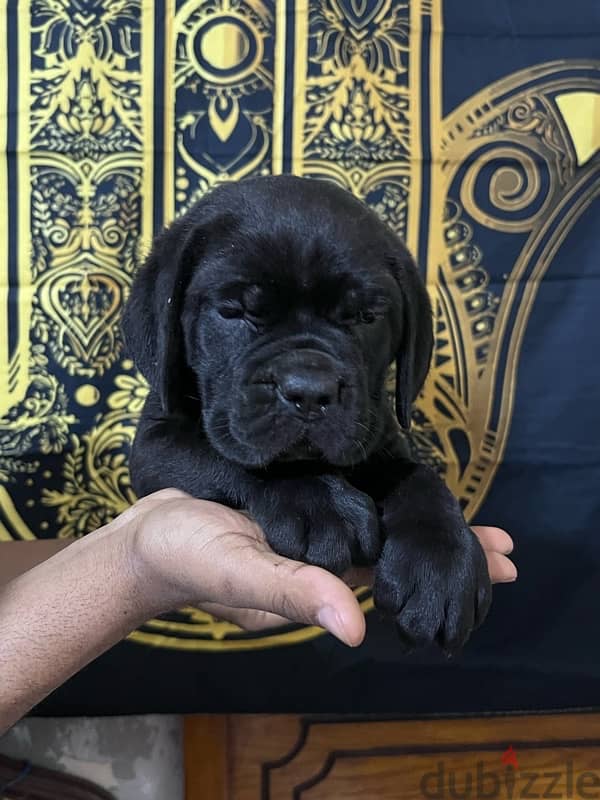 cane corso كين كورسو جراوي 1