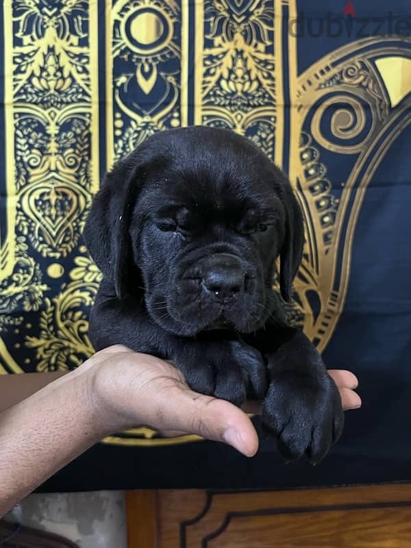 cane corso كين كورسو جراوي 2