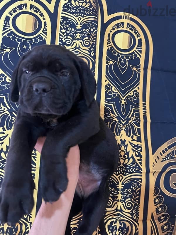 cane corso كين كورسو جراوي 3