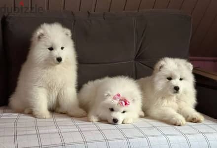 Samoyed puppy female from Russia