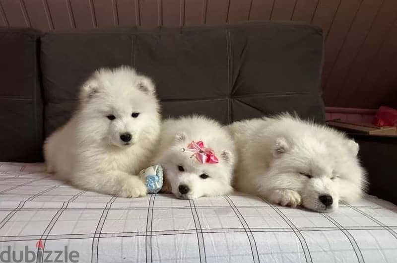 Samoyed puppy female from Russia 1