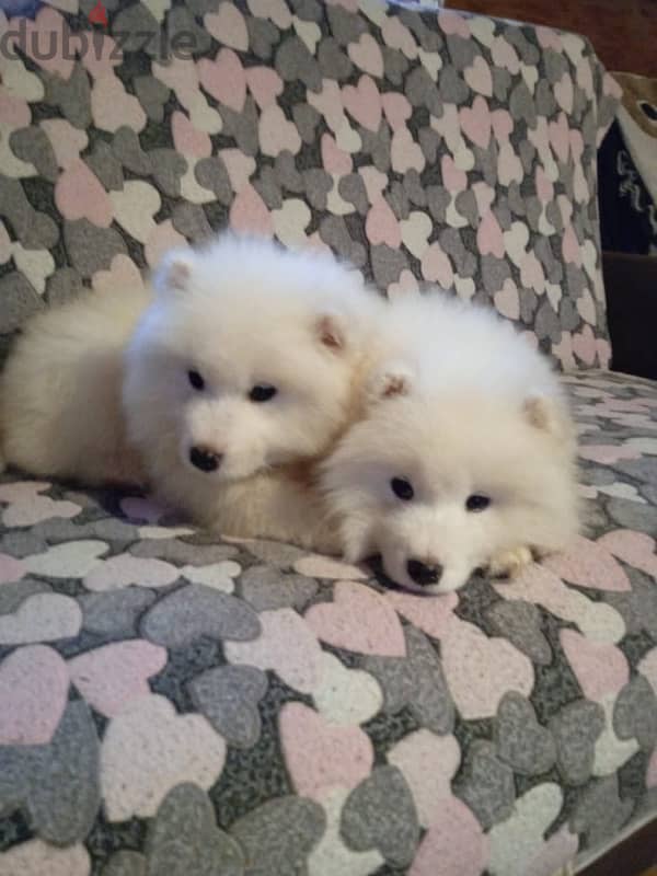 Samoyed puppy female from Russia 2