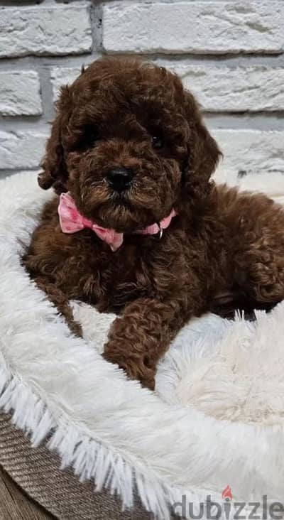 Toy poodle puppy female from Russia