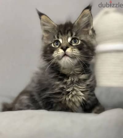 Maine coon kitten boy from Russia