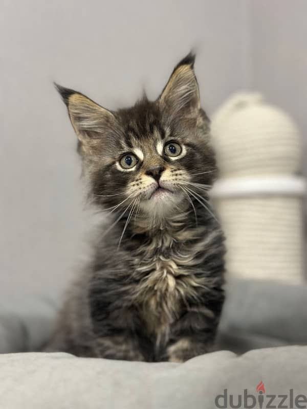 Maine coon kitten boy from Russia 1