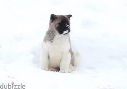 American Akita puppy girl from Russia