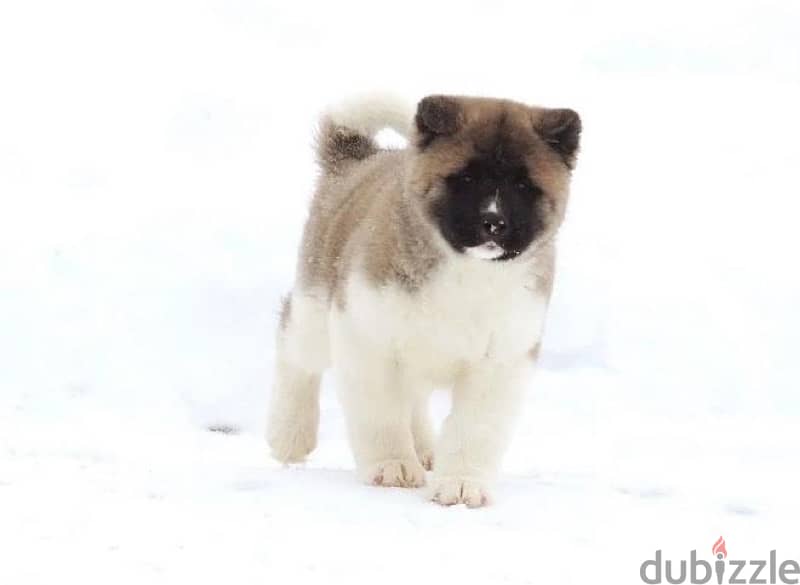 American Akita puppy girl from Russia 1