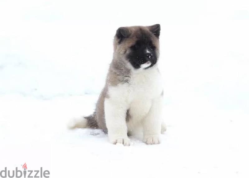 American Akita puppy girl from Russia 2