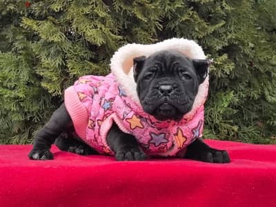 Cane corso puppies from Russia