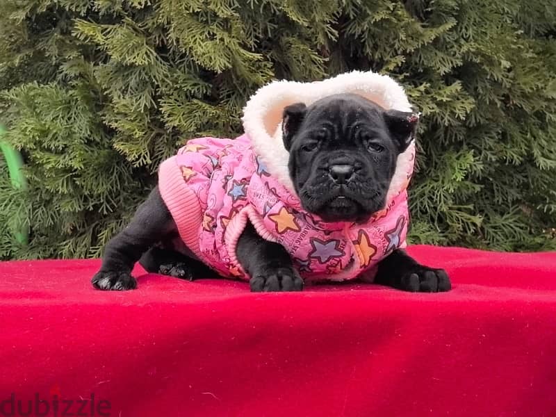 Cane corso puppies from Russia 1