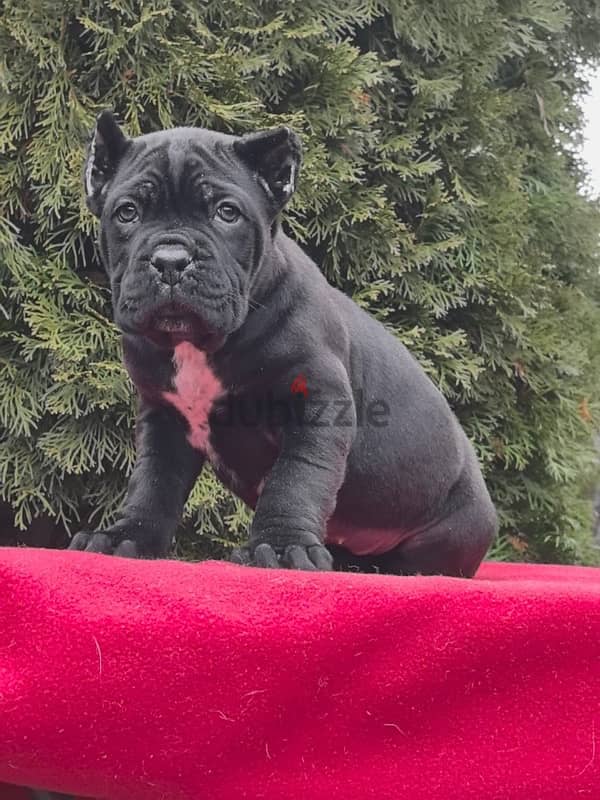 Cane corso puppies from Russia 2