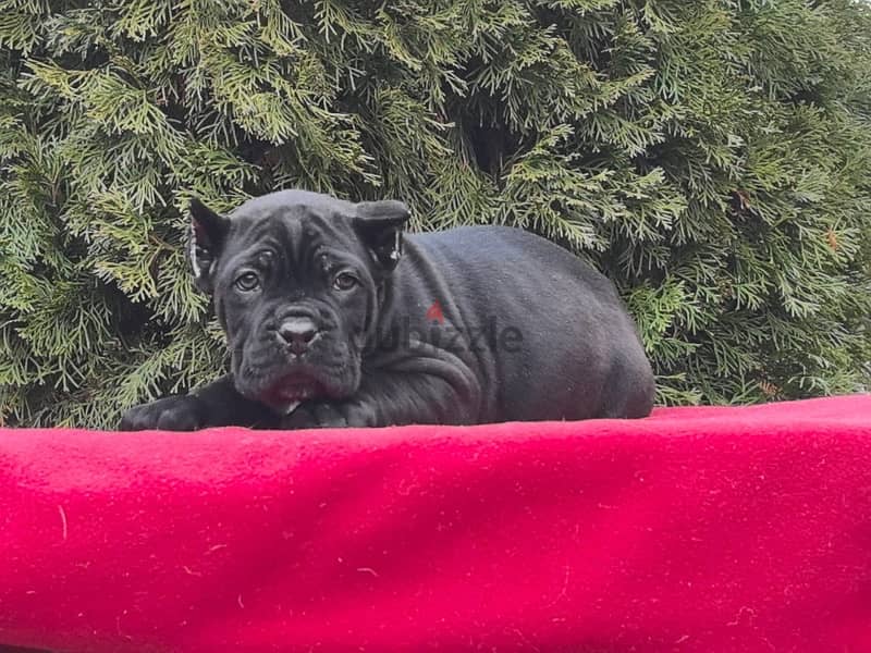 Cane corso puppies from Russia 3