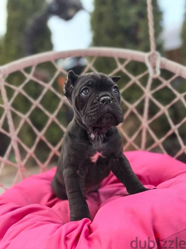 Cane corso puppies from Russia 4