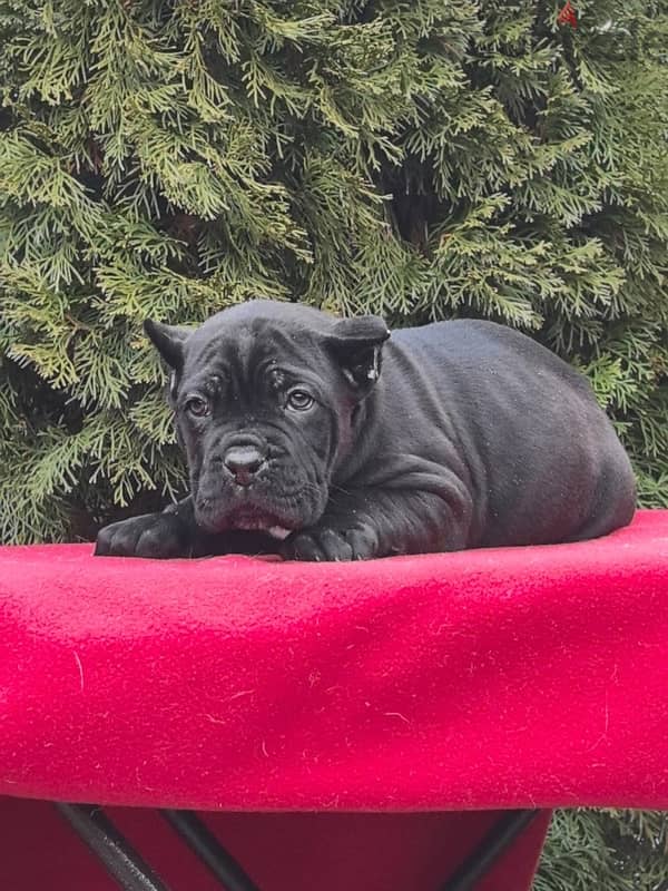 Cane corso puppies from Russia 5