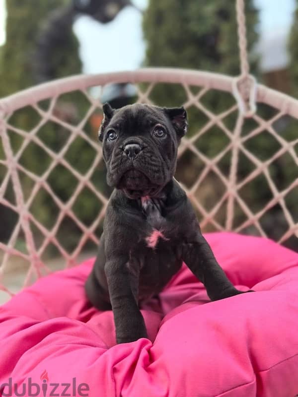 Cane corso puppies from Russia 6