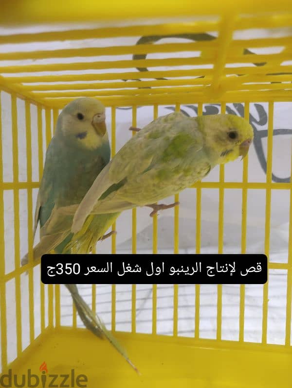 عصافير للبيع والسعر علي الصوره 5