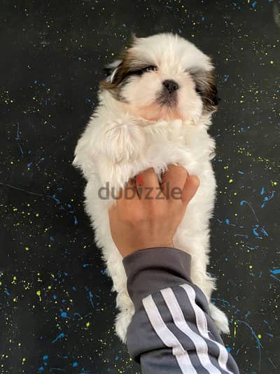 mini puppy ShihtZu pure