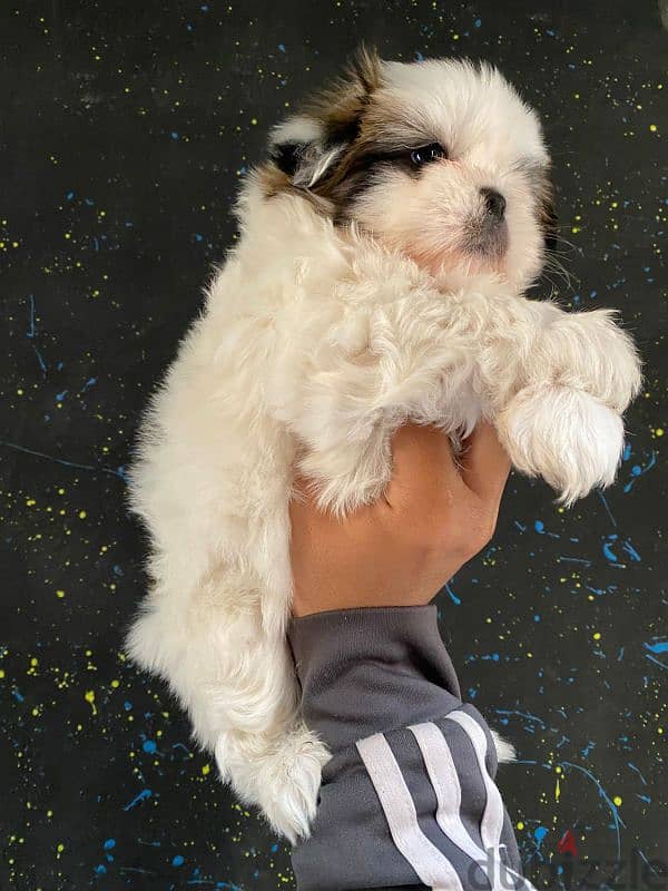 mini puppy ShihtZu pure 1