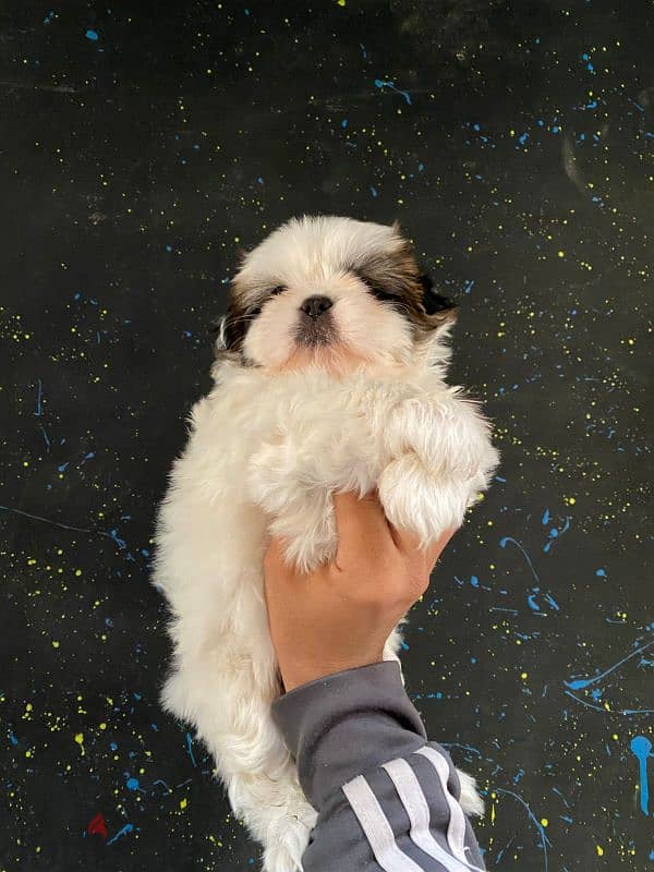 mini puppy ShihtZu pure 2