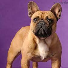 French Bulldog - Bat-Like ears