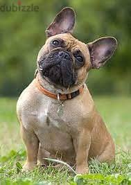 French Bulldog - Bat-Like ears 1