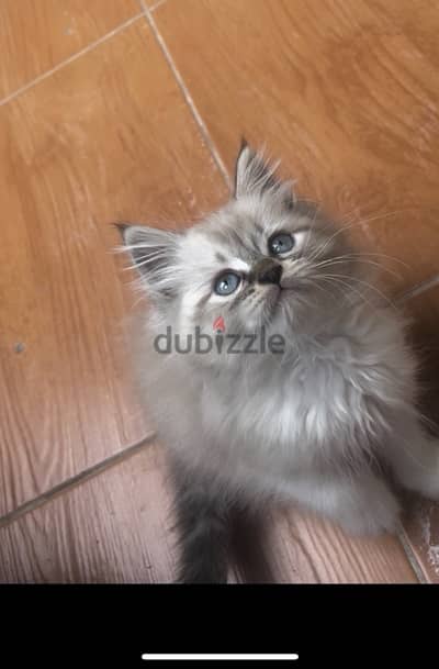 Lilac Ragdoll راغدول