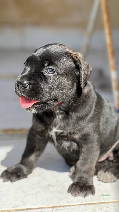 Cane corso / كين كورسو