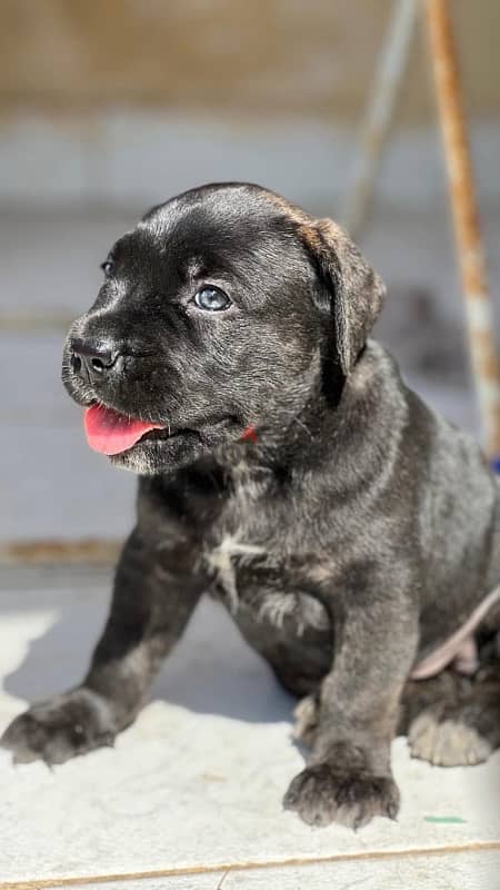 Cane corso / كين كورسو 0