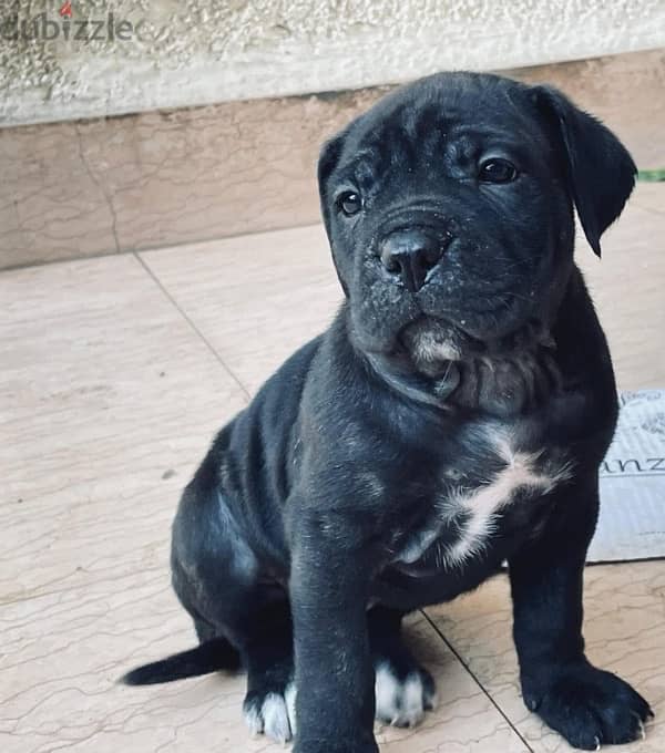 Cane corso / كين كورسو 1