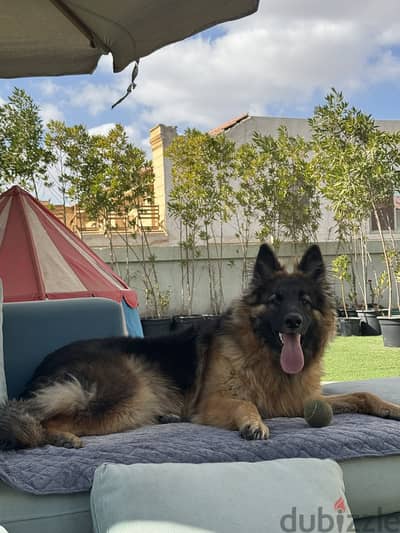 German Shepard for Adoption in Tagmo3