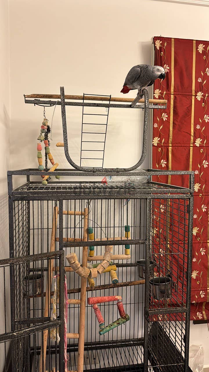 Dog and bird Cage قفص 3